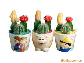 蘭州海爾斯商貿(mào)其他花卉產(chǎn)品列表